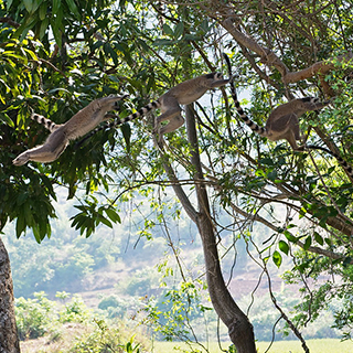 Anja - Jumping ring-tailed lemur